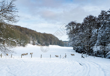 雪覆盖了树木老的黑铁路桥和山谷中的羊群高清图片
