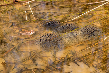 青蛙和多蛋或虾单或在池塘中漂浮泉水卵或青蛙虾堆积和多蛋或卵图片