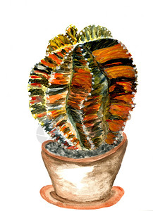 仙人掌水彩色艺术手画水彩色仙人掌助产植物插图图片
