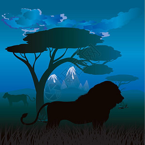 非洲日落与狮子剪影背景图片