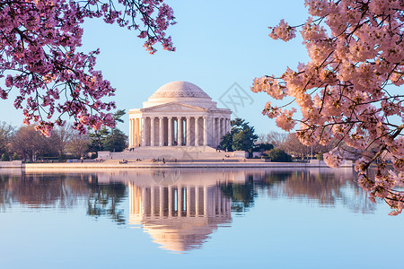 杰斐逊明亮的粉红樱花在一年度的樱花节期间将华氏三角体的纪念碑架成背景
