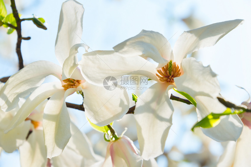 美丽的鲜花盛开图片