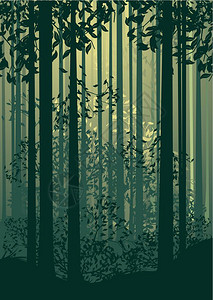 森林景观树影和绿雾中的草木图片