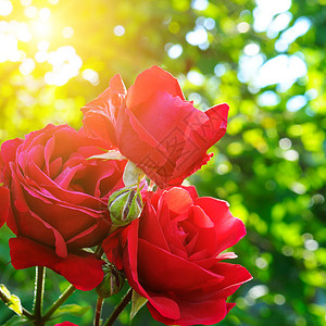 园丁太阳的美丽玫瑰情人节的图片