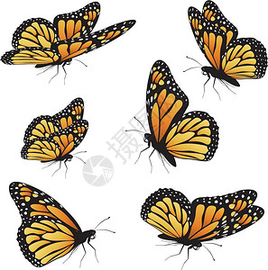 卡通可爱的蝴蝶背景图片