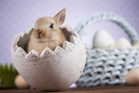 复活动物小兔子鸡蛋以木为背景的有复活动物兔子高清图片