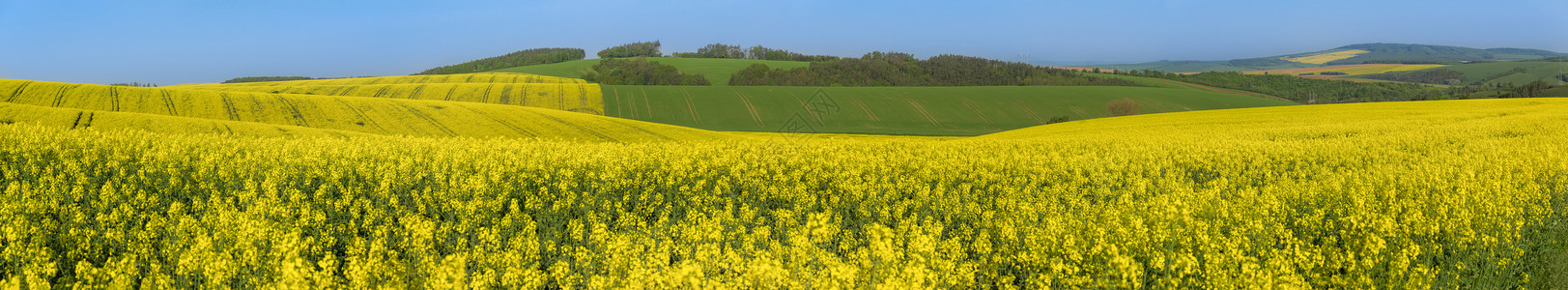 以黄色和绿的山丘为主全景黄种籽文化与绿色山丘的风景图片
