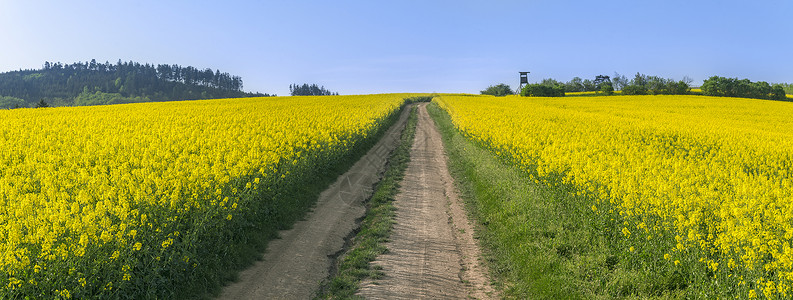 盛开的油茶花和道路背景图片