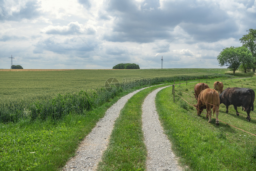 农村地貌与乡间公路一头放牧的牛群另一头在schwabisc大厅德国的绿地图片
