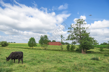 黑牛在美丽的绿草地上放牧图片