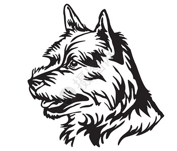 诺里奇用于设计和纹身的图象用于设计图象和纹身的用于说明狗诺威治梯体的装饰肖像背景
