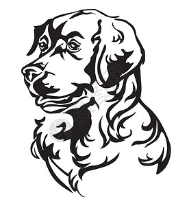 狗金色寻器简介中的装饰肖像白背景上的黑颜色矢量孤立图解设计和纹身图像狗金色寻器矢量图解的装饰肖像背景图片