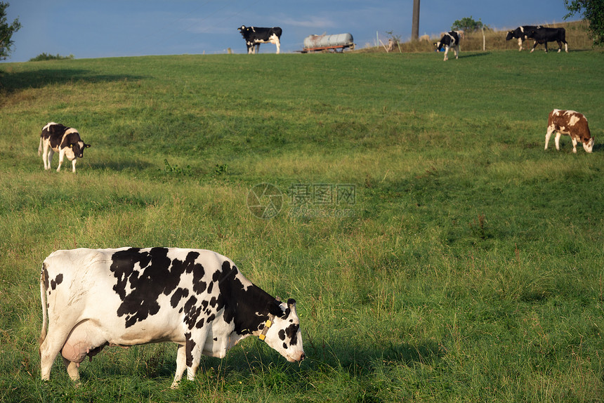 奶牛在山丘上放牧图片
