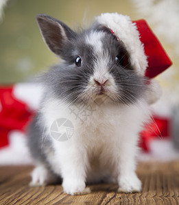 圣诞兔子圣诞宝宝红帽子圣诞兔子在圣诞礼物盒的背景圣诞帽图片