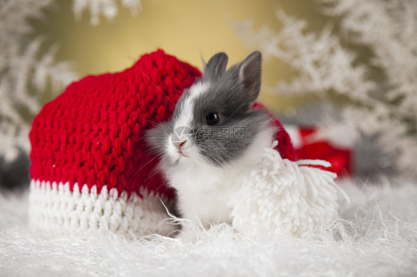 圣诞节背景的小塔兔子和圣诞节背景冬季装饰品图片