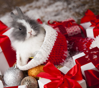 小兔子圣诞背景的兔子有趣和圣诞节背景的冬季装饰品图片