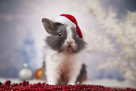 穿着红色唐装的兔子小兔子圣诞背景的兔子有趣和圣诞节背景的冬季装饰品背景