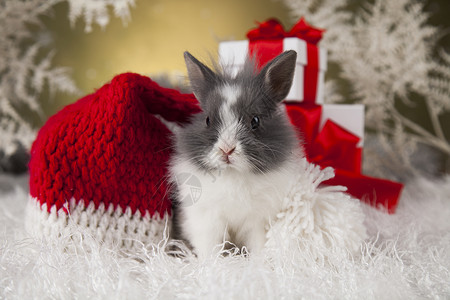 红帽子兔子圣诞兔子圣诞宝宝红帽子圣诞兔子在圣诞礼物盒的背景圣诞帽背景