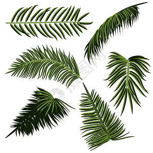 绿色的棕榈树叶图片