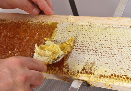 醮取蜂蜜工具清除蜂窝背景
