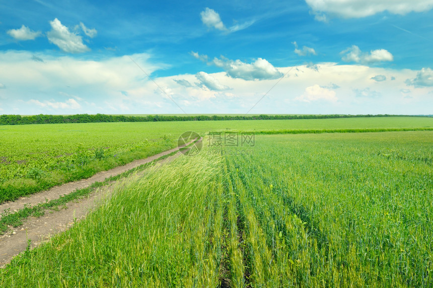 小麦和蓝云的耳朵很熟田地农业貌图片