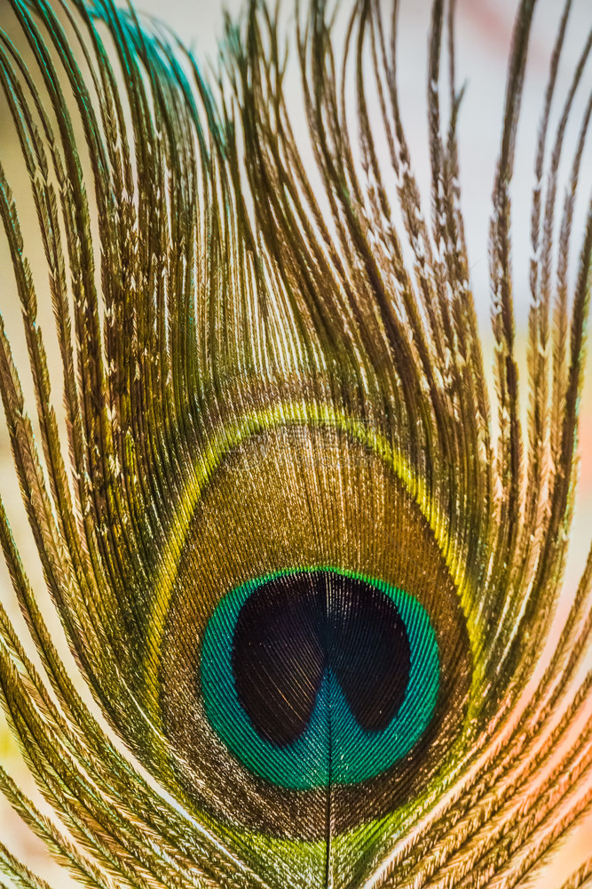 近距离捕捉孔雀羽毛作为抽象背景图片