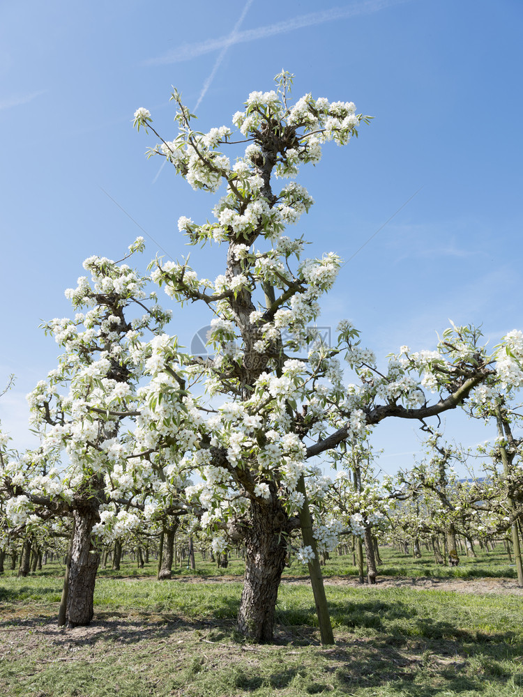 位于荷兰湾的乌特勒支附近果园中美丽白苹果花图片