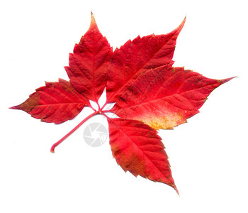 红色秋天的处女座爬行者白背景的叶子高清图片