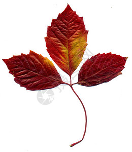 红色秋天的处女座爬行者白背景的叶子高清图片