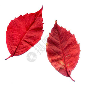 红色秋天的处女座爬行者白背景的叶子图片