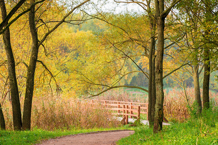 秋天湖边风景线的一角背景图片