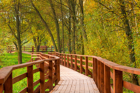 美丽的秋天公园有木徒步足迹图片