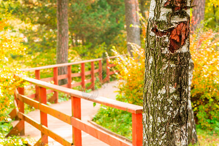 在秋天公园关闭一个小树干图片