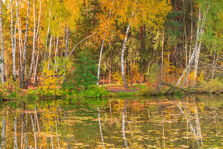 在俄罗斯的秋天风景中闪光湖的海岸上摆立着黄色的叶子图片