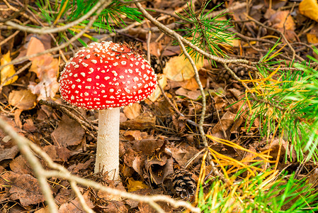 红色飞木耳蘑菇森林中一棵美丽而有毒的蘑菇背景