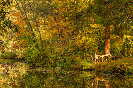 黄秋天的俄罗斯风景林七月图片