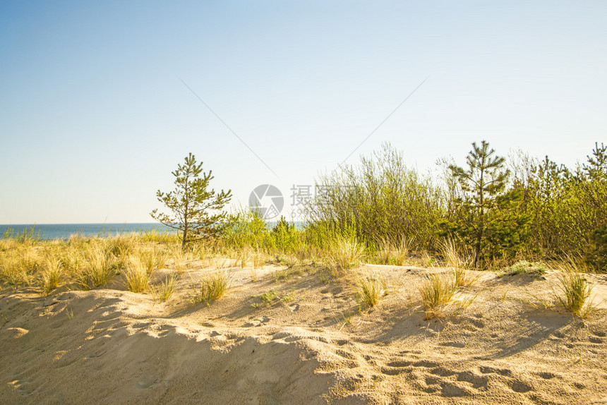 白海的孤单滩蓝色天空和沙丘图片
