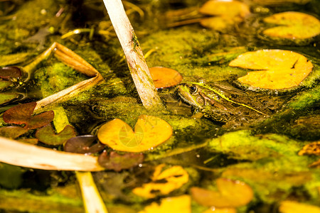 池塘中的普通水青蛙图片