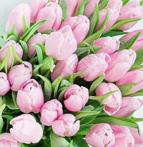 鲜粉红色郁金香花束盛的朵紧贴如美丽的自然背景图片