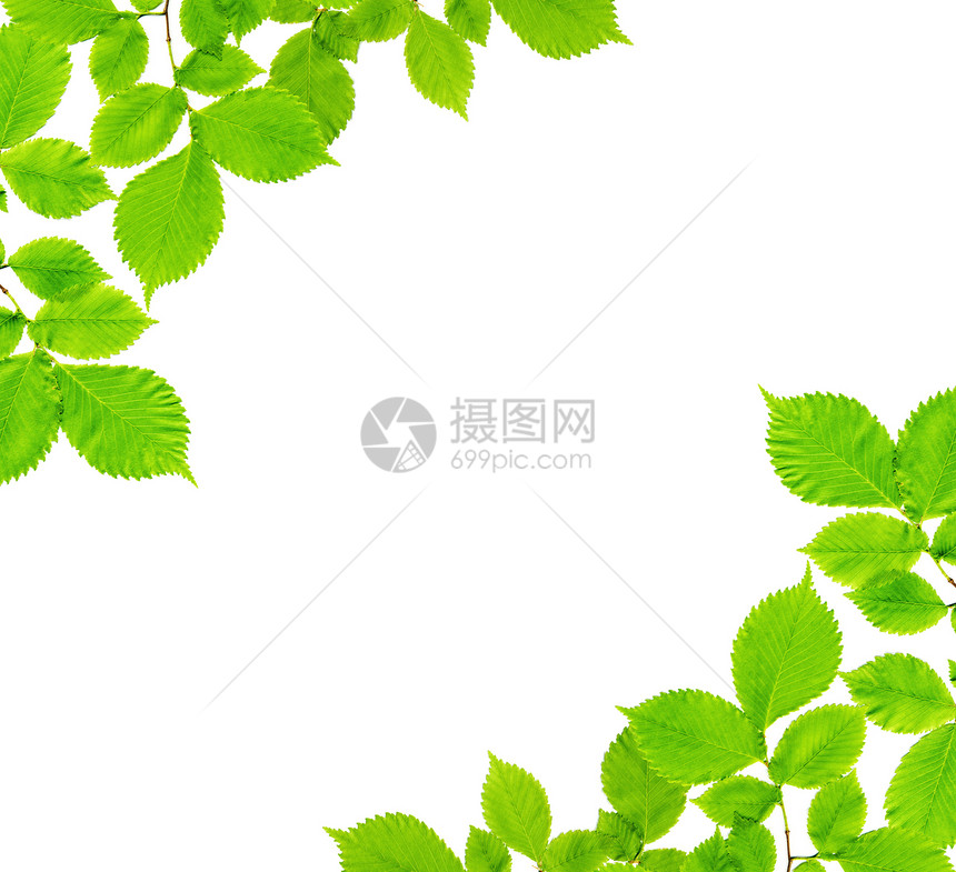 灰树叶的自然框架白背景上隔离着绿叶图片