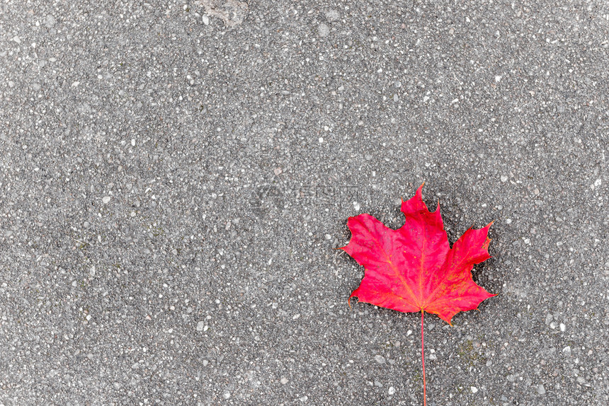 秋天沥青上孤单的红色片叶左边的登记空间图片