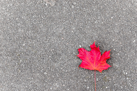 秋天沥青上孤单的红色片叶左边的登记空间背景图片