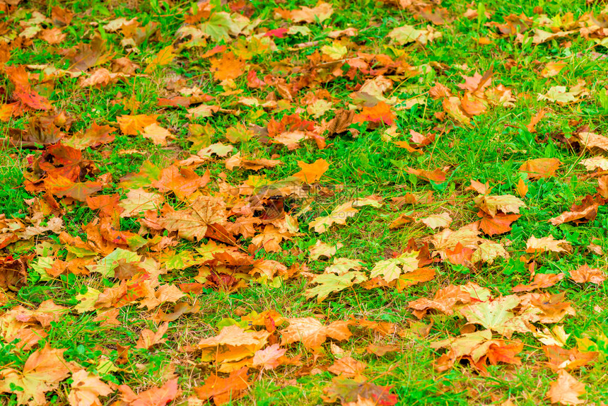 被秋叶覆盖的绿草坪图片