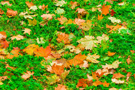 秋天在绿草园的地上图片