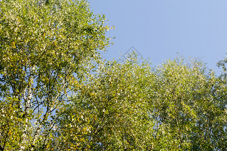 秋天黄叶在树枝上顶紧闭图片