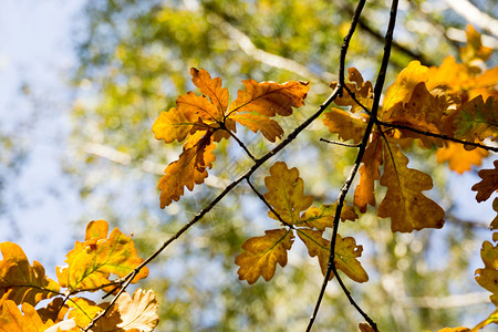 树枝上有黄秋叶橡树图片