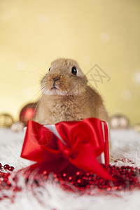 红色圣塔帽假日诞节背景有趣的兔子和带冬季装饰的圣诞节背景图片