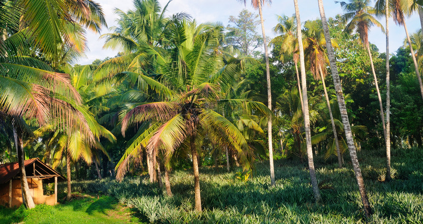 有椰子棕榈和菠萝种植的热带花园图片