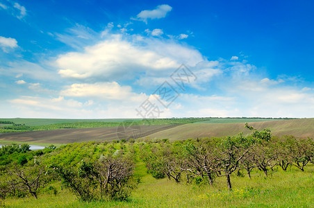 果园风景果园农地和蓝云天空背景