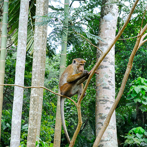 猴子坐在丛林的树枝上图片